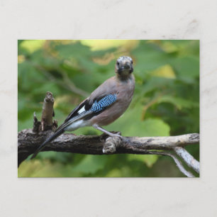 Carte Postale Garrulus glandarius - Eichelhäher