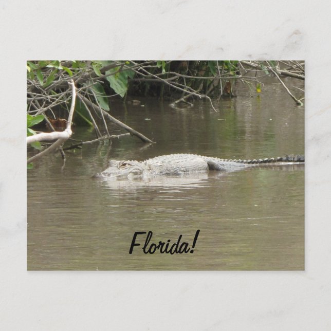 Carte Postale Gateur de natation (Devant)