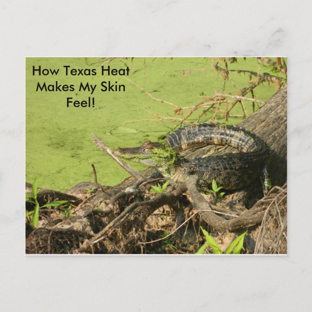 Carte postale Gator (Devant)