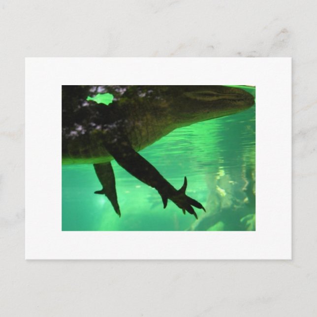 Carte Postale Gator (Devant)