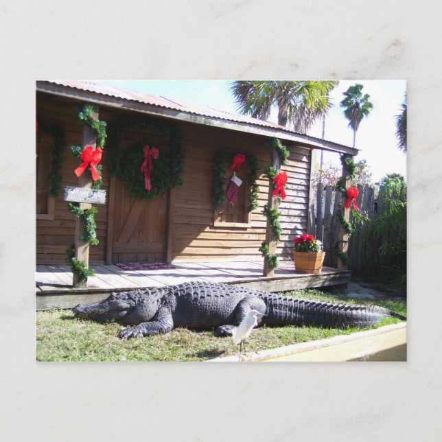 Carte Postale Gator (Devant)