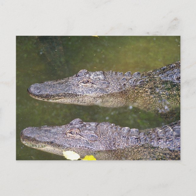 Carte Postale Gator (Devant)