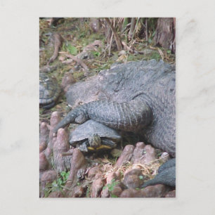 Carte postale "Gator Hugs"