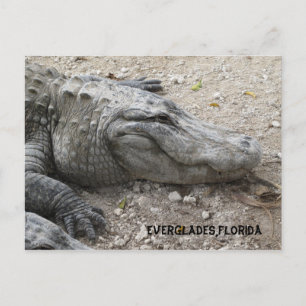 Carte Postale Gator souriant