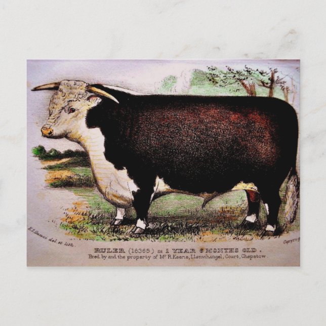 Carte postale Gauci Hereford Cattle (Devant)