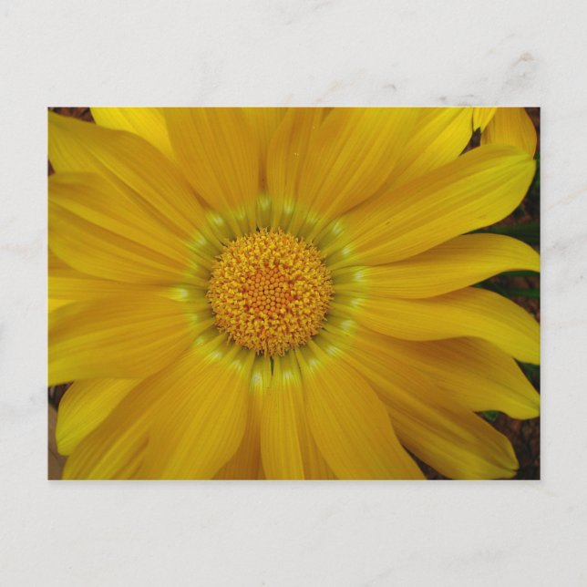 Carte Postale Gazania (Devant)