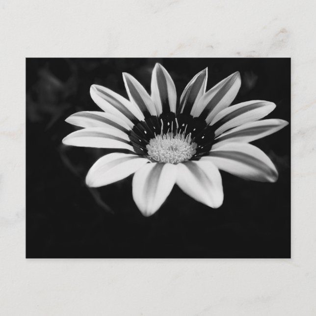 Carte Postale Gazania (Devant)