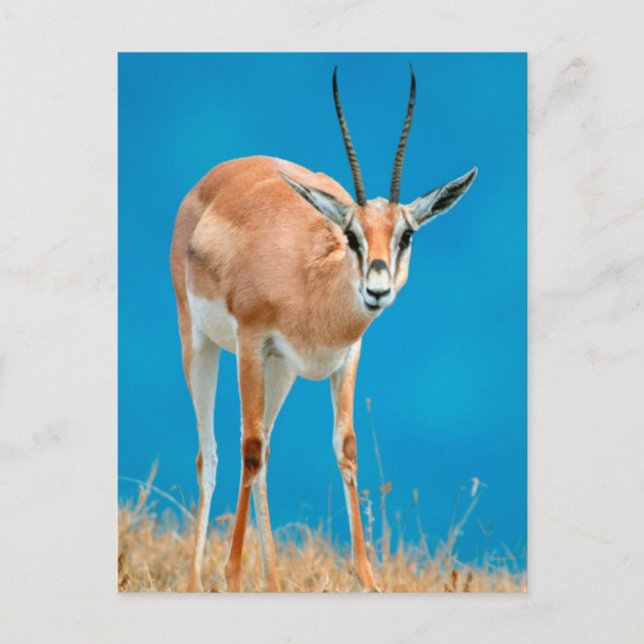 Carte Postale Gazelle de Grant (Gazella Granti) Ewe Portrait (Devant)