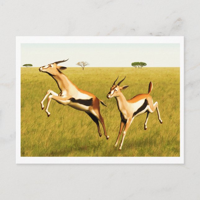 Carte Postale Gazelle de Thomson (Devant)