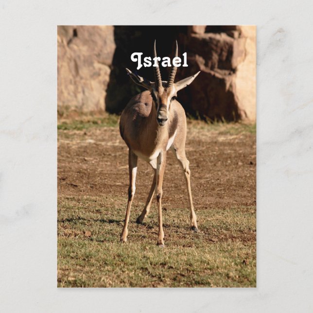 Carte Postale Gazelle israélienne (Devant)