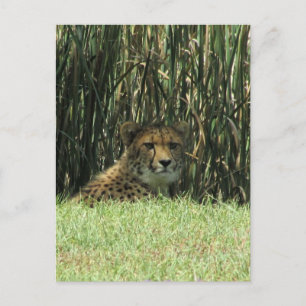 Carte Postale gazon de guépard