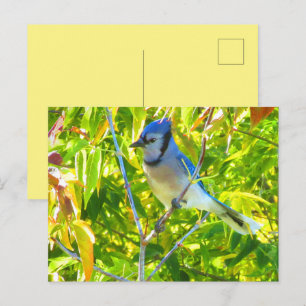 Carte Postale Geai bleu du Nord dans un arbre Nature personnalis