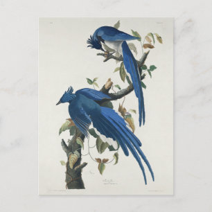 Carte Postale Geai de Columbia d'Audubon Geai à gorge noire