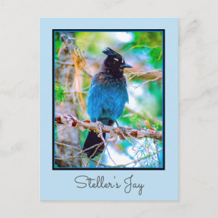 Carte Postale Geai de Steller - Photographie originale