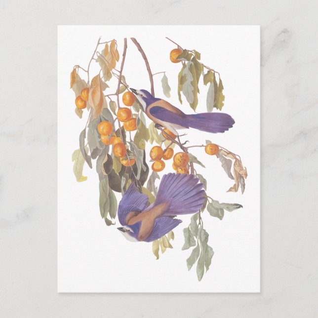 Carte Postale Geai des broussailles de Floride bleu d'Audubon av (Devant)