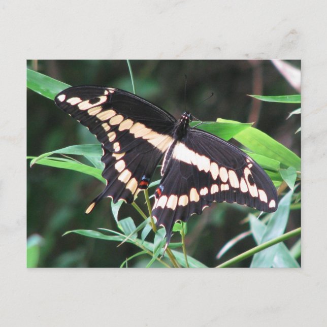 Carte postale Géant Swallowtail (Devant)