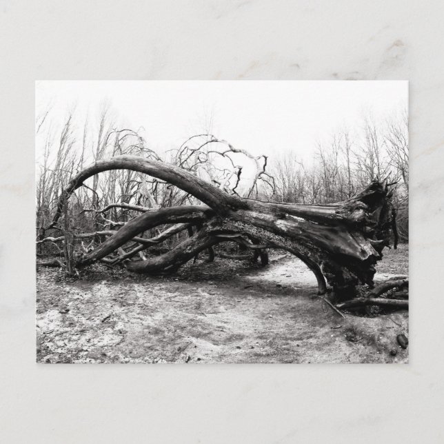 Carte Postale Géants tombés, Guerriers des arbres, Nature / Natu (Devant)