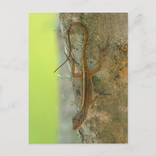 Carte Postale Gecko (Devant)