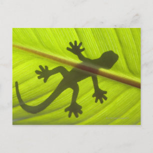 Carte Postale Gecko