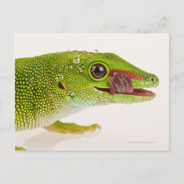 Carte Postale Gecko de Madagascar (Phelsuma madagascariensis) (Devant)