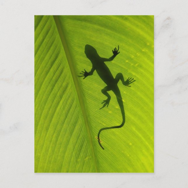 Carte Postale Gecko Silhouette (Devant)