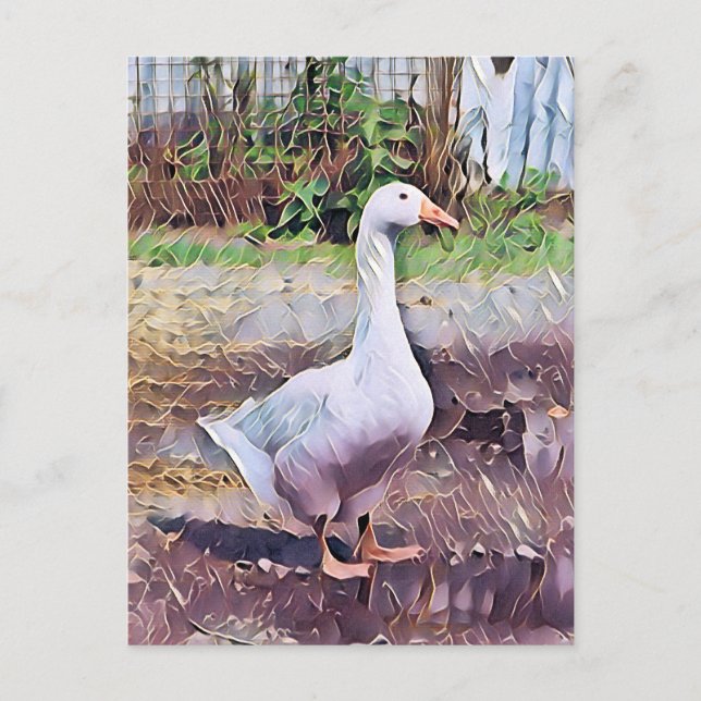 CARTE POSTALE GEESE (Devant)