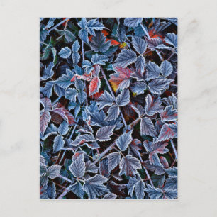 Carte Postale Gelée sur feuilles d'automne, Oregon