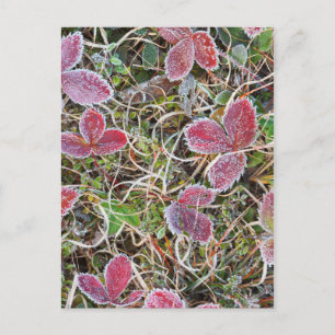 Carte Postale Gelost covered leaves, Canada