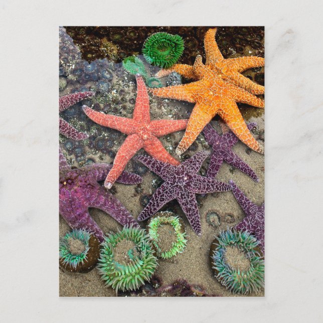 Carte Postale Gemmes de la mer (Devant)