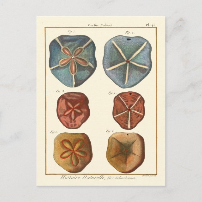 Carte Postale Gemmes Dollars De Sable (Devant)