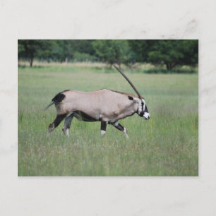 Carte Postale Gemsbok antilope