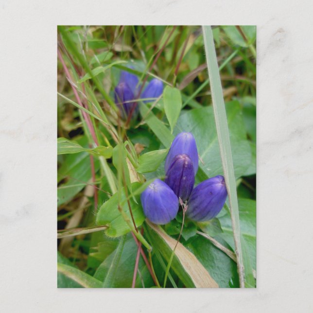 Carte postale Gentian fermée (Devant)