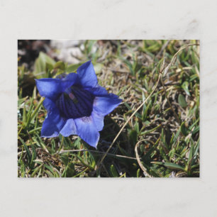 Carte Postale Gentiane