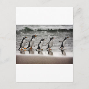 Carte Postale Gentoos on the beach