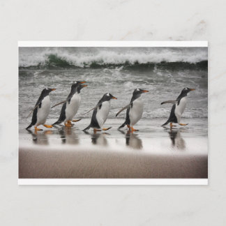 Carte Postale Gentoos on the beach