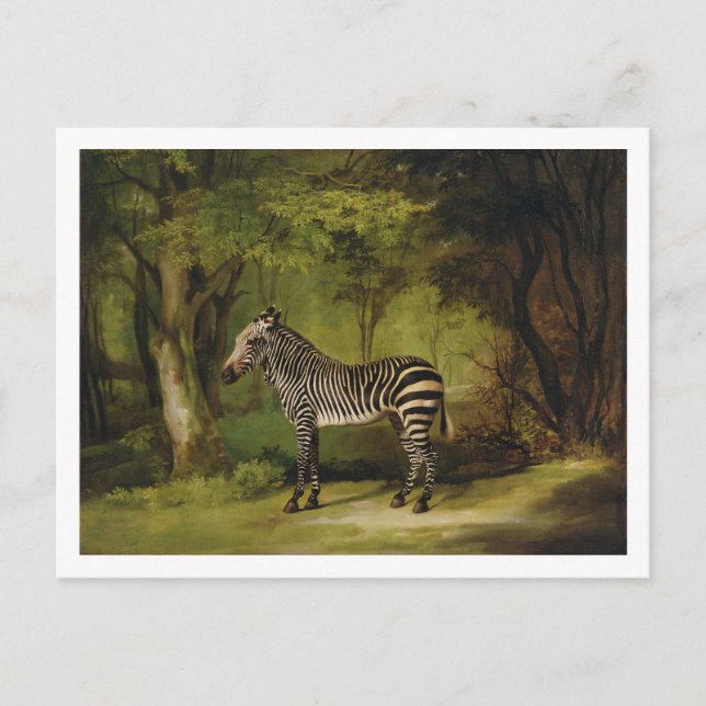Carte Postale George Stubbs | A Zebra, 1763 (huile sur toile) (Devant)
