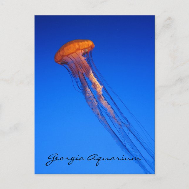 Carte Postale Georgia Aquarium Jellyfish (Devant)