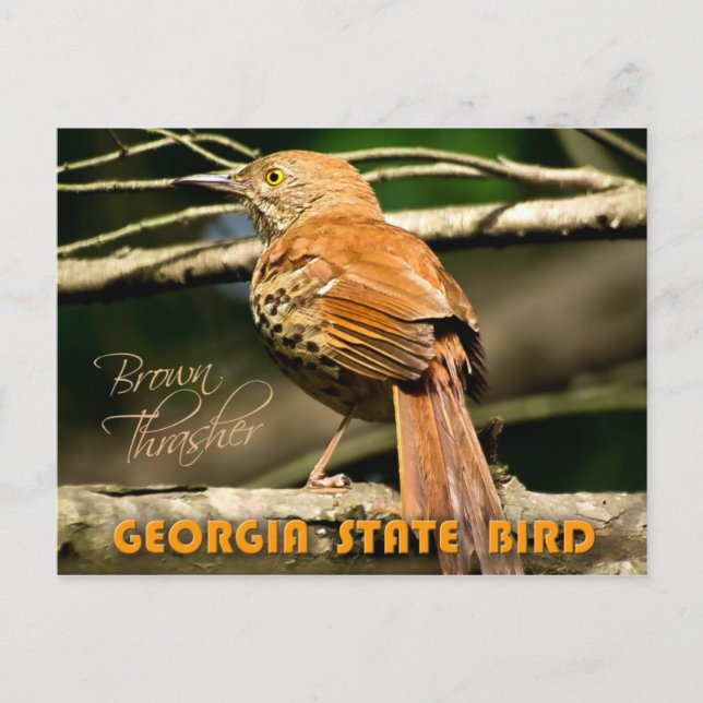 Carte Postale Georgia State Bird - Brown Thrasher (Devant)