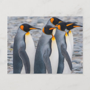 Carte Postale Géorgie du Sud. Manchots royaux
