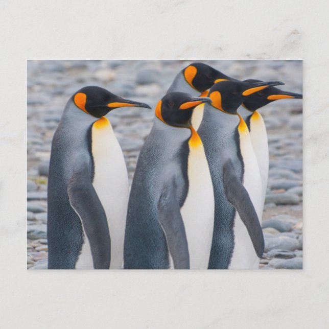Carte Postale Géorgie du Sud. Pingouins (Devant)