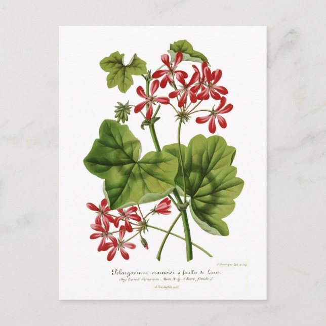 Carte Postale Géranium à feuilles d'ivoire (Devant)