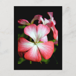 Carte Postale Geranium 'Alberta'