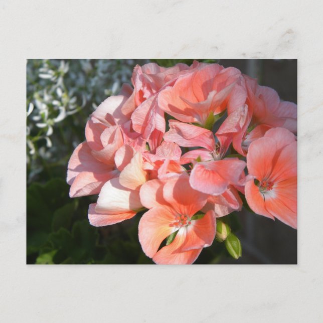Carte Postale Géranium de corail (Devant)