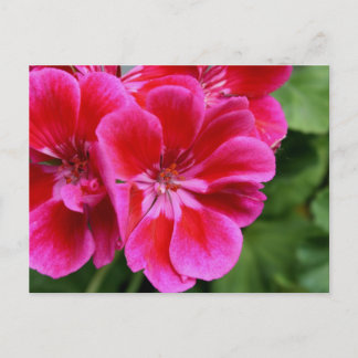 Carte Postale Géranium parfait
