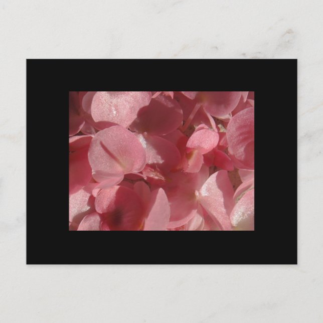 Carte Postale Géranium rose : presque solide Rose clair (Devant)