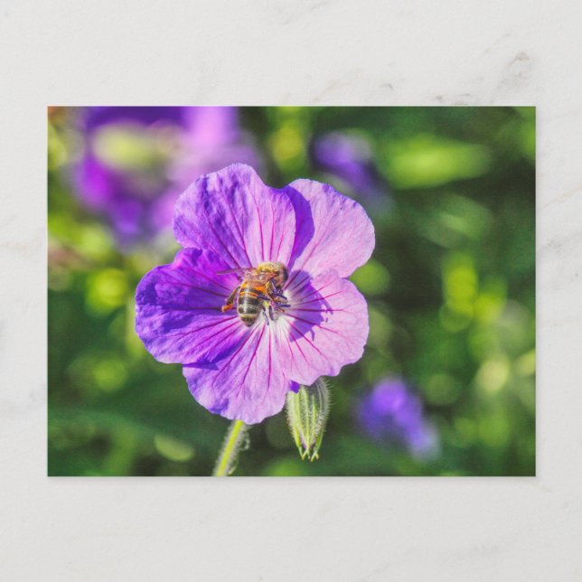 Carte Postale Geranium violet avec abeille à miel (Devant)