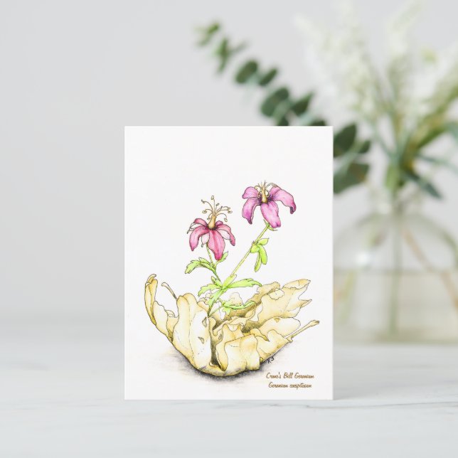 Carte Postale Geranium wildflower watercolor (Debout devant)
