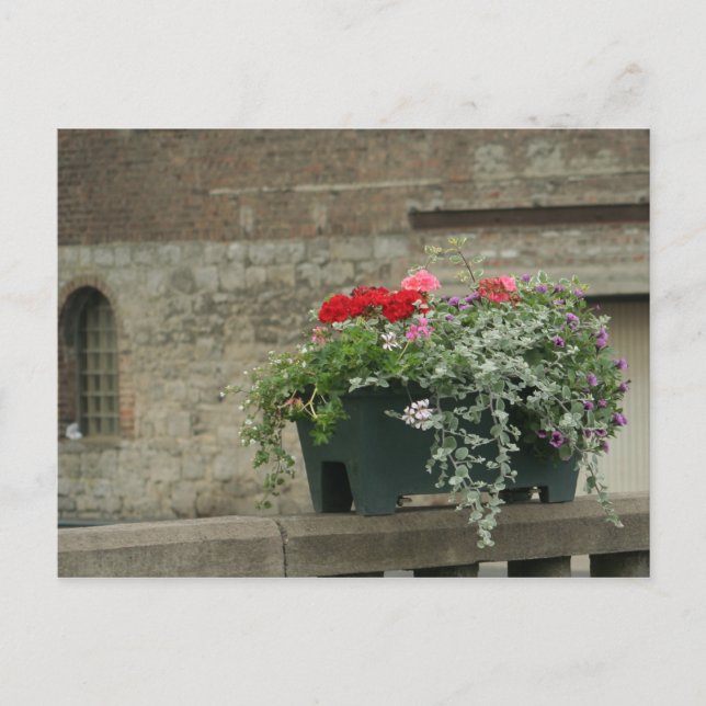 Carte Postale Geraniums (Devant)