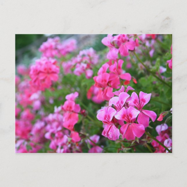 Carte postale Geraniums (Devant)
