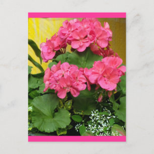 Carte Postale "Géraniums roses en pot" Notes et timbres